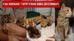 У нас новенькие. 7 котят и мама-кошка с производства. Все в минвате