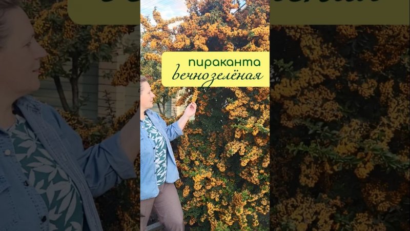 ПИРАКАНТА - вечнозелёный кустарник