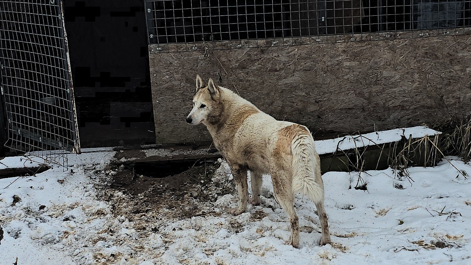 Чистые лайки в берёзках