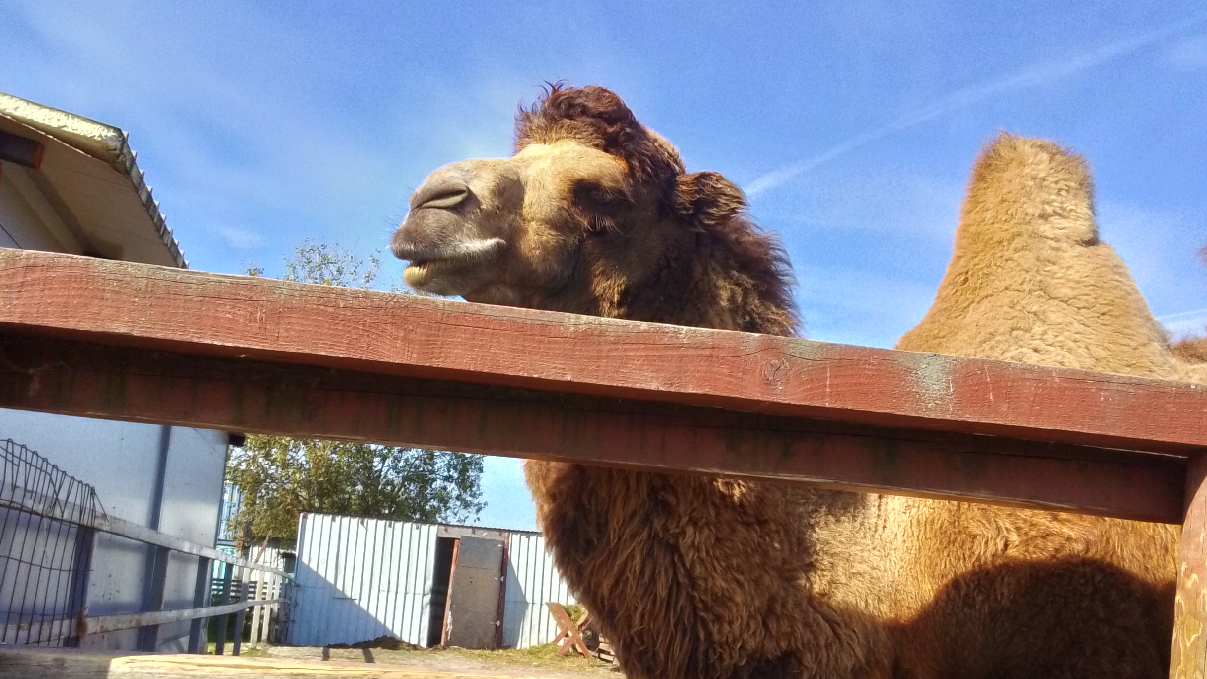 я хочу покормить  верблюда. смотреть онлайн