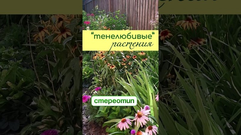 Ломаем СТЕРЕОТИП - о "ТЕНЕЛЮБИВЫХ" цветах