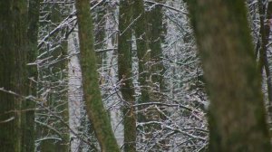 Успокаивающая музыка снегопада в лесу.