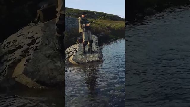 🎣 Сибирский таймень - самый крупный представитель этого вида