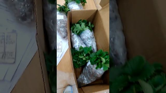 Отправляю саженцы транспортной компанией, 2,4 дня в любую точку России смотреть онлайн