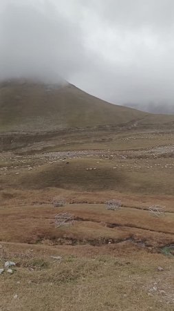 Овцы на Крестовом перевале Военно-Грузинской дороги.