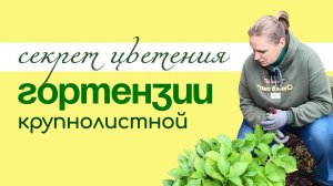 Гортензия КРУПНОЛИСТНАЯ, как СОХРАНИТЬ её зимой ДЛЯ ЦВЕТЕНИЯ