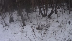 Очередная двухдневная охота с русскими-пегими. День 1