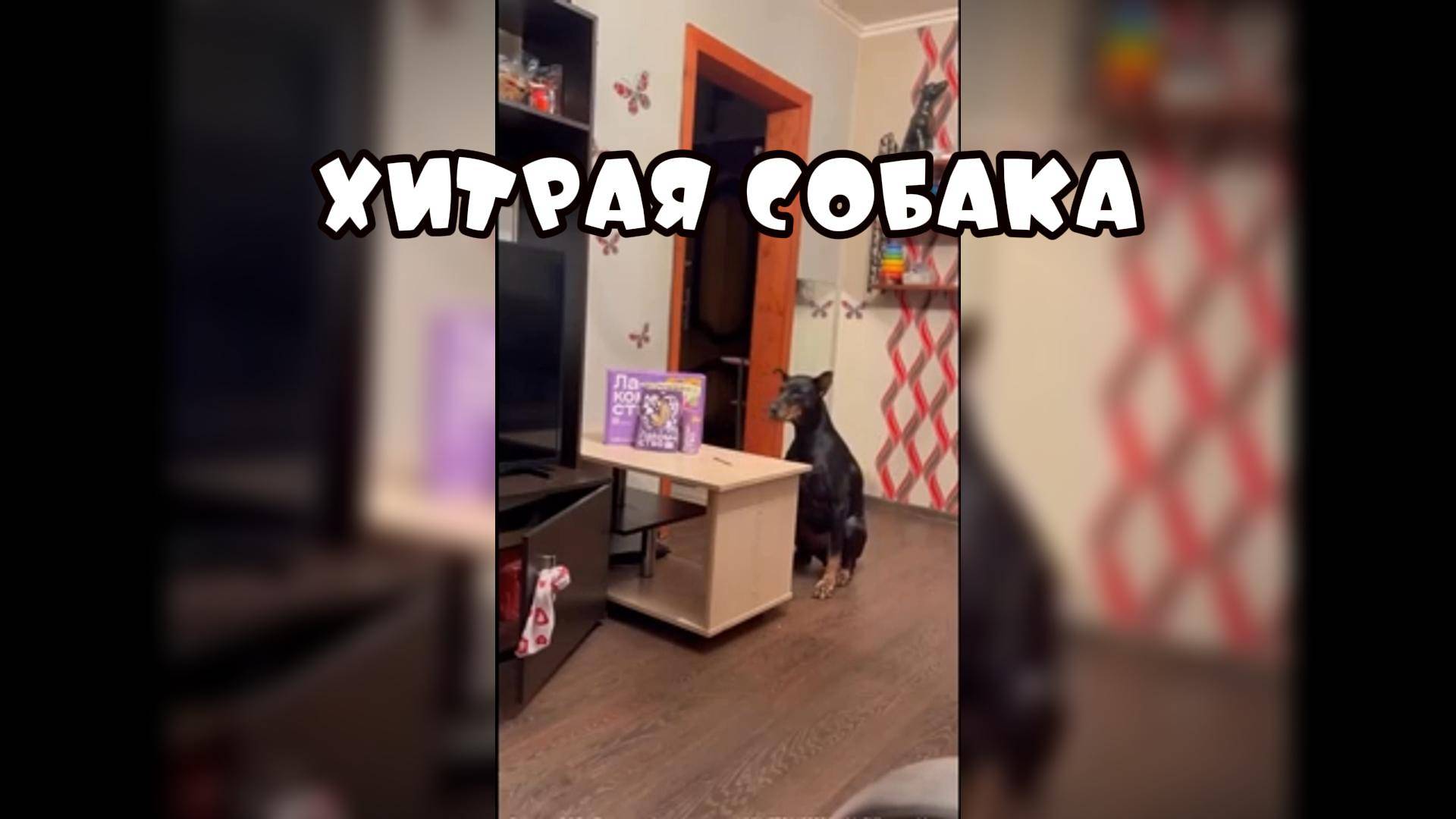 Хитрая собака #забавныеживотные
