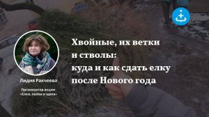 Хвойные, их ветки и стволы: куда и как сдать елку после Нового года