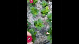 Петуния вегетативная  бланкет 4 сорта
