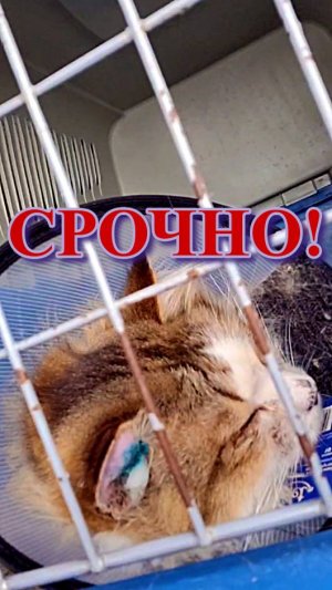 Кукусику нужна помощь!