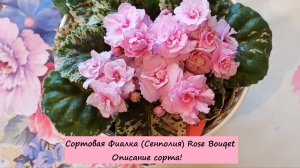 Сортовая Фиалка (Сенполия) Rose Bouqet. Описание сорта!