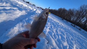 Пошол ближе к ОБИ.А там крупноя плотва на безмотылку.