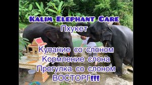 Kalim Elephant Care на Пхукете. Купание со слонами, кормление слонов, прогулка со слонами.