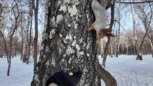 У белочек обед