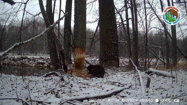 16.11.2024.Бобр.Заповедник "Большая Кокшага".Грызет дерево днем на берегу реки