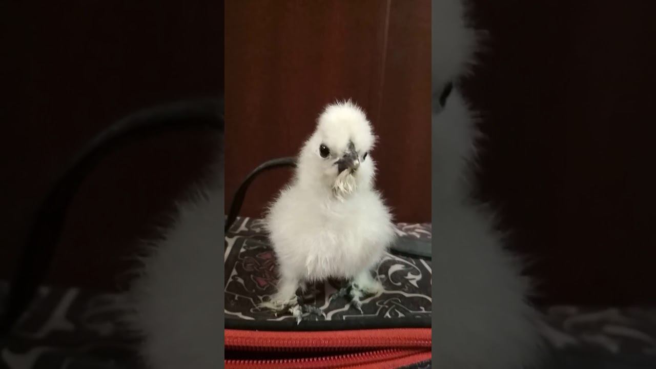 Шелковый цыпленок