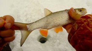 Зимняя рыбалка в середине января