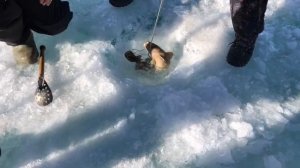 Весенняя рыбалка на озере Хубсугул весна 2023 база "Легенда Хубсугула"