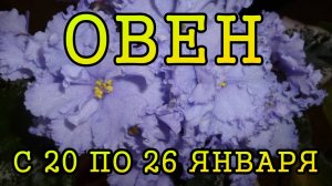 ОВЕН таро прогноз на неделю с 20 по 26 ЯНВАРЯ 2025 года.
