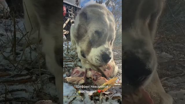 любимое лакомство)