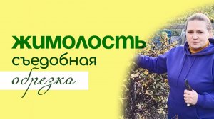 Обрезка ЖИМОЛОСТИ съедобной