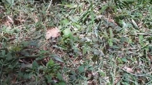 Mimosa Pudica-Plant shrinks when you touch it смотреть онлайн