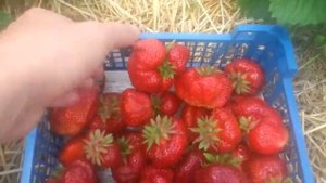 Чамора туруси клубника,  продажа саженцев 89289670317