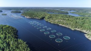 Кала Ранта – форель из Карелии, выращенная в чистых водах Ладожского озера