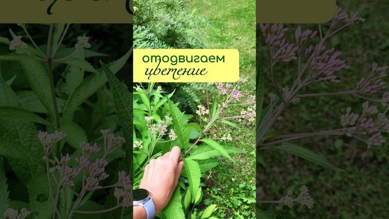 Как ЗАДЕРЖАТЬ цветение у многолетников?
