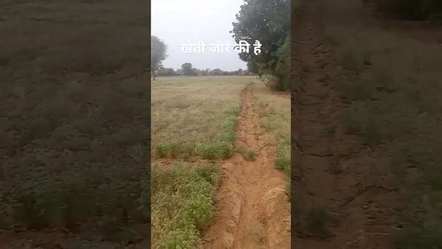 jeera kheti kaise hoti😀😃#kisan #jeera #shorts #india #youtubeshorts #rajasthan #pm смотреть онлайн