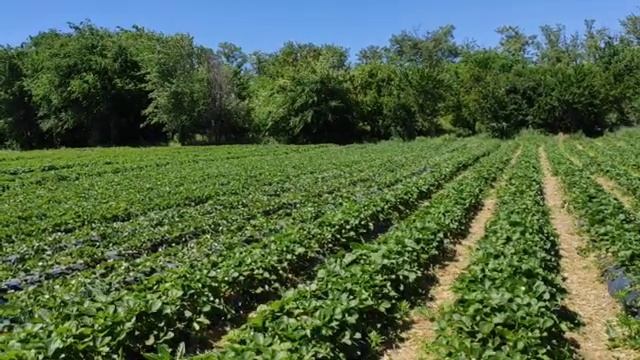 Сбор клубники, сезон 2022. смотреть онлайн