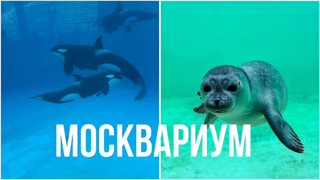 МОСКВАРИУМ МОСКВА| все обитатели Москвариума