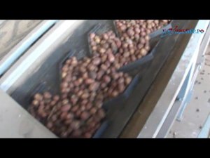 Транспортировка картофеля