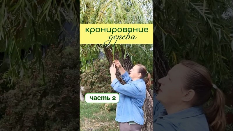КРОНИРОВАНИЕ деревьев - продолжение