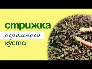 ОБРЕЗКА декоративных КУСТАРНИКОВ, на примере пузыреплодника