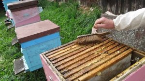 Как сработала двухкорпусная система пчеловождения
