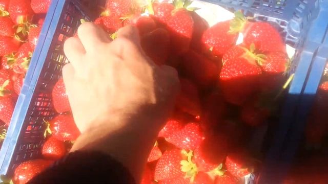 клубника сорт Альба смотреть онлайн