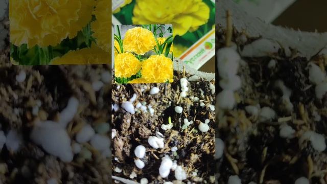 Гвоздика Мария Шабо, второй год попыток вырастить.