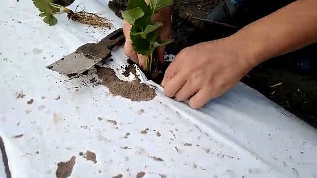 Быстрый способ посадки саженцев клубники смотреть онлайн