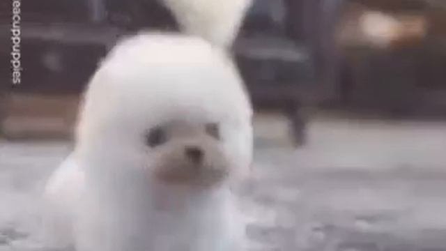 23 февраля 2020 г. смотреть онлайн