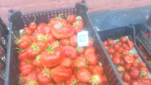 Чамора туруси клубника, урожайность, вид ягоды тел.89289670317 смотреть онлайн