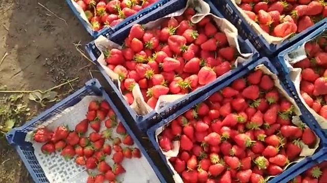 Ягода клубники сорт Альба и Азия смотреть онлайн