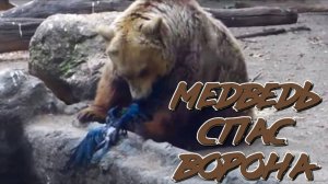 Медведь спас ворона