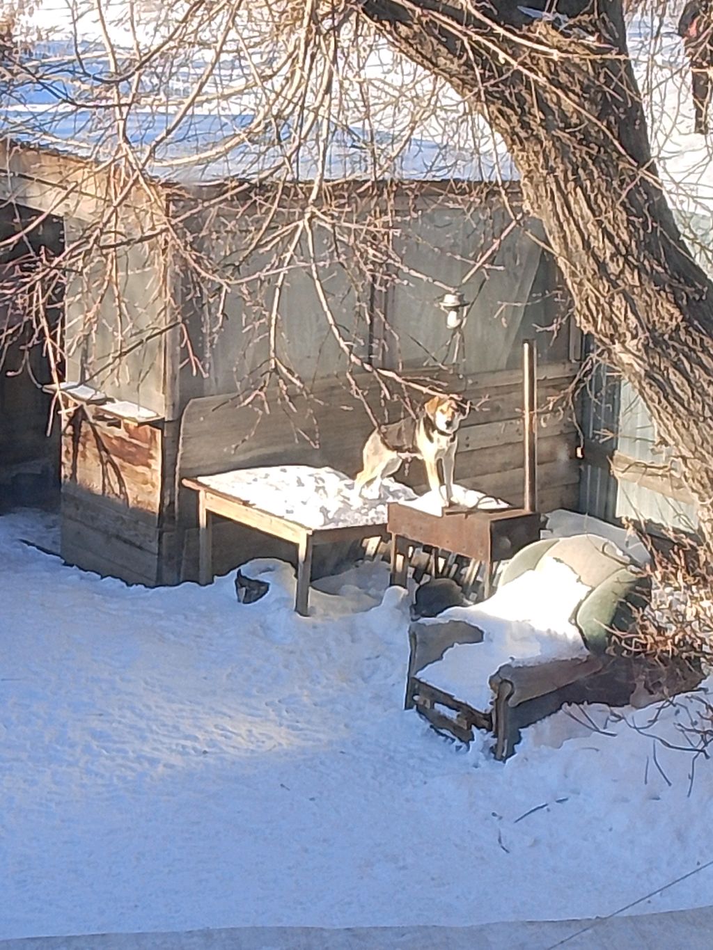 сафия смотреть онлайн