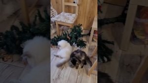 Кошки и ёлки.