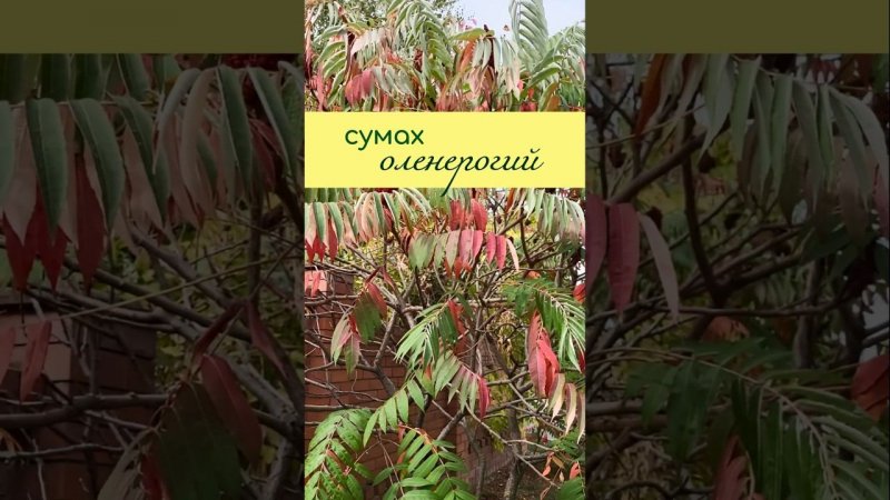 СУМАХ оленерогий