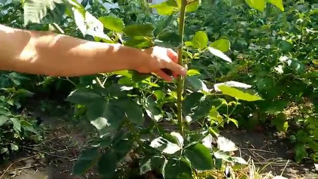 Ежевика на моем участке. смотреть онлайн