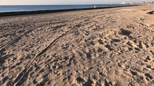 16.01.Тележки для СВО, пляжи, море. Анапа.