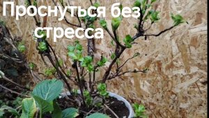 Крупнолистная Гортензия! Будим красавиц!
